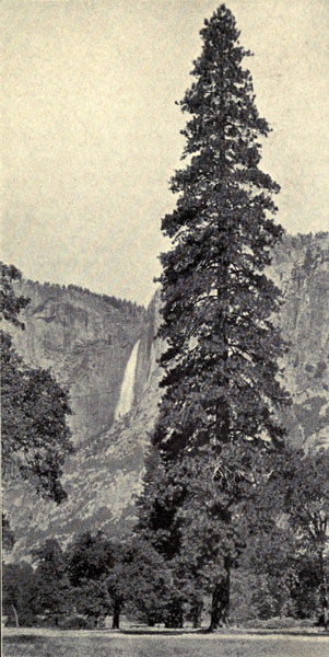 Yellow Pine
(Yosemite Valley Form)