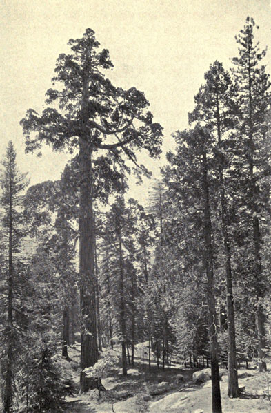 Midsummer in the
Sequoia Forest