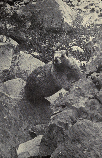 A Mountain
Woodchuck