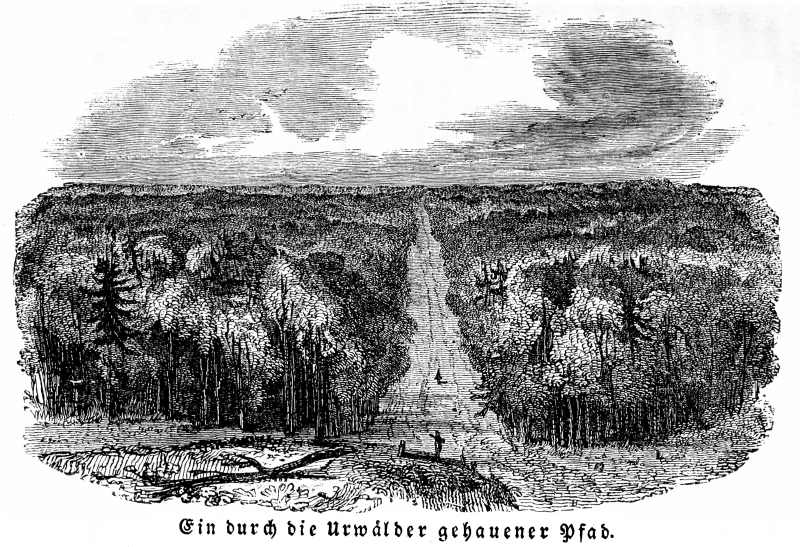 Ein durch die Urw&auml;lder gehauener Pfad.