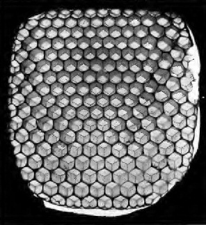 Honey-comb, transmitted light, showing arrangement of cells on
both sides