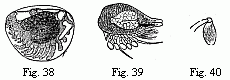 Fig. 38. Embryo of a
Philoscia in the egg, magnified. Fig. 39. Embryo of Cryptoniscus planarioides,
magnified. Fig. 40. Last foot of the middle-body of the larva of Entoniscus
Porcellanæ, magnified.