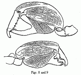 Figs. 8 and 9. The two
forms of the chelæ of the male of Orchestia Darwinii, magnified.