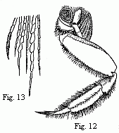 Fig. 12. Posterior
entrance to the branchial cavity of Ocypoda rhombea, Fab. The carapace and the
fourth foot of the right side are removed. Fig. 13. Points of some of the hairs
of the basal joints of the foot, magnified. 