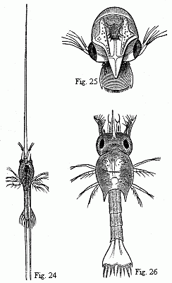 Fig. 24. Zo&euml;a of Porcellana stellicola, F. M&uuml;ll. Magnified. Fig. 25. Zo&euml;a of the Tatuira (Hippa emerita), magnified. Fig. 26. Zo&euml;a of a small Hermit Crab, magnified .
