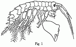 Fig. 1. Melita exilii n. sp., male, enlarged. The large branchial lamell&aelig; are seen projecting between the legs.