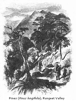 Pines (Pinus lonjpgolia),
Rungeet Valley