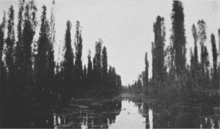 IN THE GARDENS OF XOCHIMILCO, RELICS OF AN AZTEC PARADISE,
ONLY THE CABBAGES WERE IN BLOOM