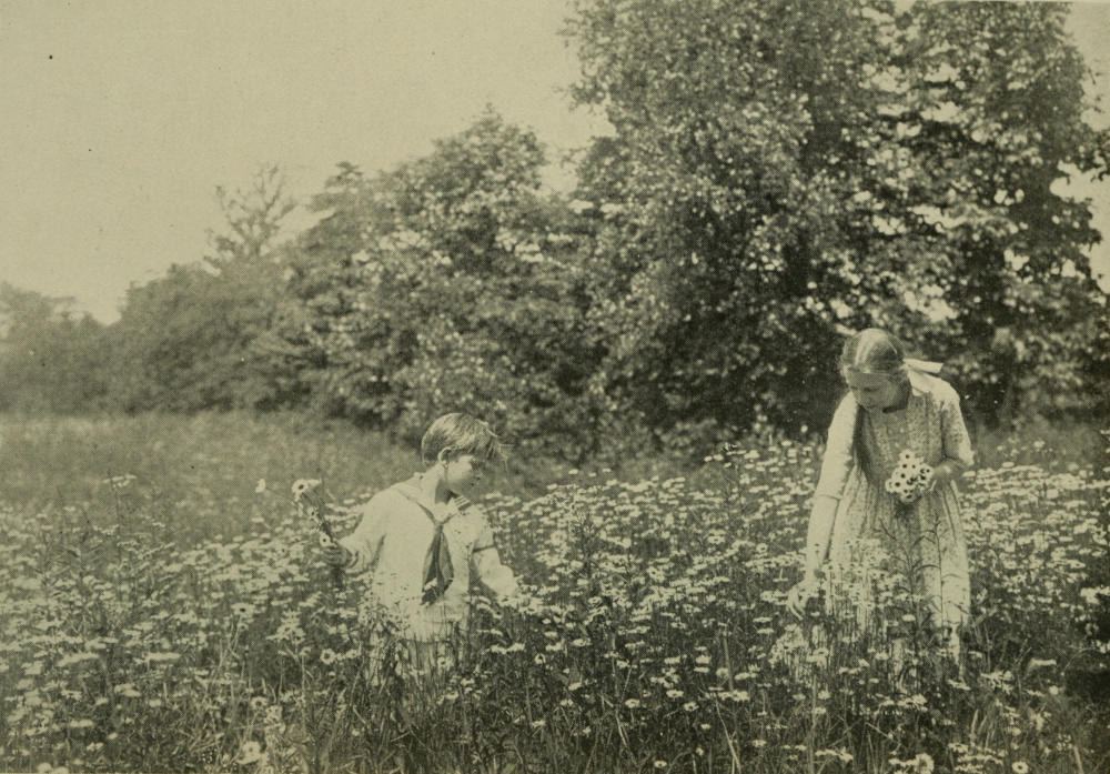 THE LIFE OF A DAISY IS SPENT IN BRIGHTENING OUR FIELDS
AND PASTURES