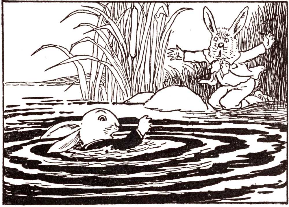 Rabbit in stream
