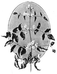 frond with small flowers