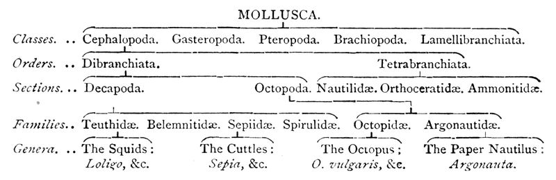 cephalopoda class