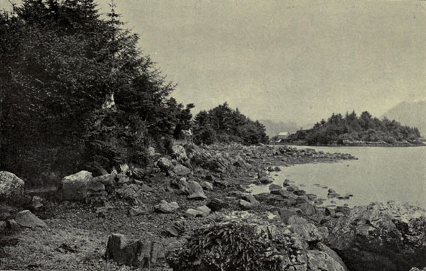Vegetation at
High-Tide Line, Sitka Harbor