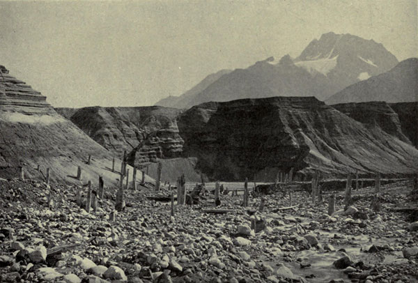Ruins of Buried
Forest, East Side of Muir Glacier