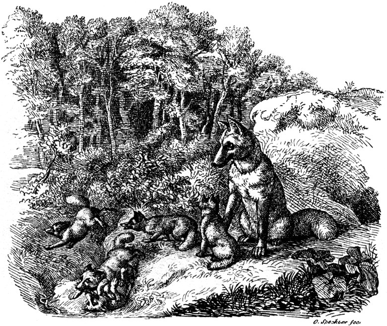 Aus Rumohrs 'Der Hunde
  Fuchsenstreit'