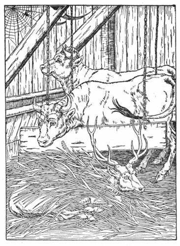 Stag in Ox stall