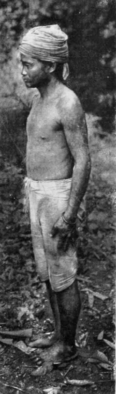 Tolambátu, von der Seite