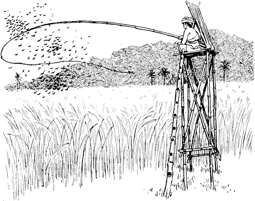 Kopfvignette:
  Angeln im Reisfeld
