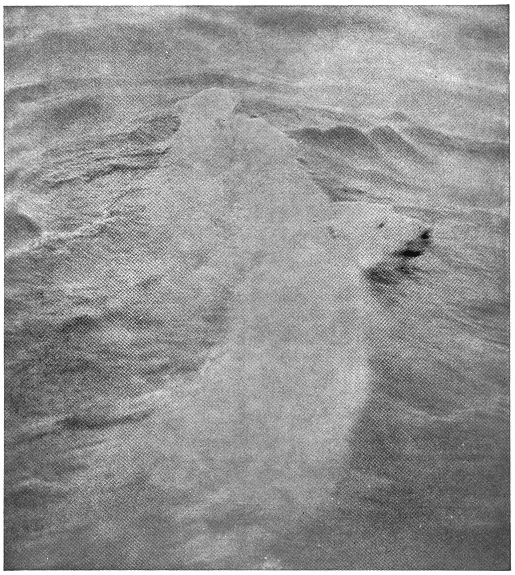 Die Ysbeer en haar twee Kleintjies swem weg van die Ysberg