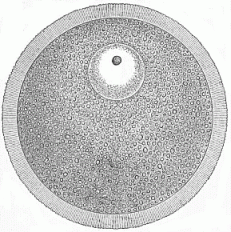 Fig.14 The
human ovum.