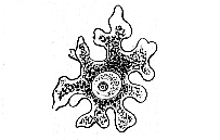 Fig.18. Ovum of a
sponge.