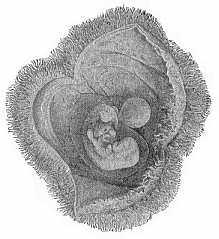 Fig.193. Human embryo
of the fourth week, with its membranes, like Fig. 192, but a little older.