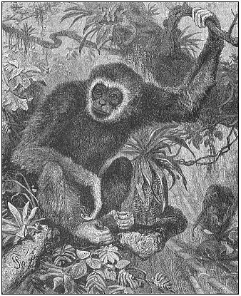 Fig.203. Lar or white-handed gibbon
(Hylobates lar or albimanus), from the Indian mainland.