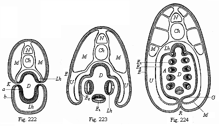 Figs. 222-224. Transverse sections of
young Amphioxus-larvae.