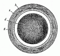 Fig.28 Stem-cell of a
rabbit.