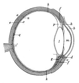 Fig.317. The human eye
in section.