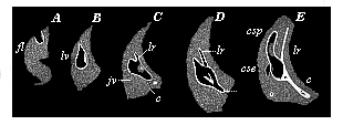 Fig.322. Development of the auscultory labyrinth
of the chick, in five successive stages (A to E).