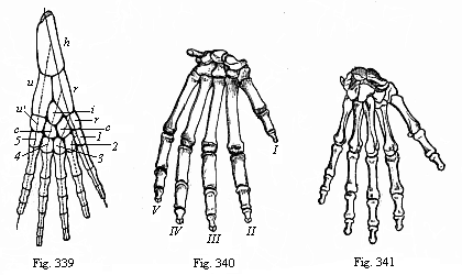 Fig.339. Skeleton of
the fore leg of an amphibian. Fig. 340. Skeleton of gorilla&rsquo;s hand. Fig.
341. Skeleton of human hand, back.