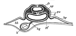 Fig.382. Transverse
section of the cardiac region of the same chick-embryo (behind the
preceding).