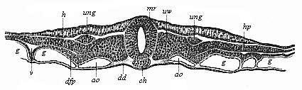 Fig.385. Transverse
section of the embryonic shield of a chick, forty-two hours old.