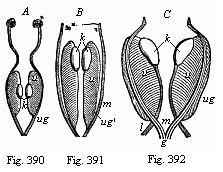 Fig.390, 391, 392. Primitive kidneys and
rudimentary sexual organs.