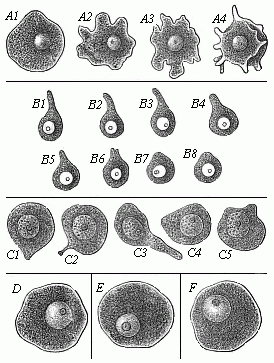 Fig. 13--Ova of various animals, executing am&oelig;boid movements.