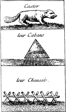 TOP: Beaver&mdash;MIDDLE: Beaver lodge>&mdash;BOTTOM:
Beaver dam