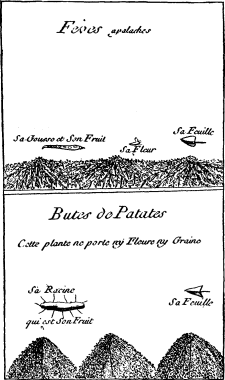 Top: Appalachean Beans,&mdash;Bottom: Sweet Potatoes
(on p. 205)