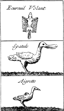 TOP: Flying Squirrel&mdash;MIDDLE: Roseate
Spoon-bill&mdash;BOTTOM: Snowy Heron